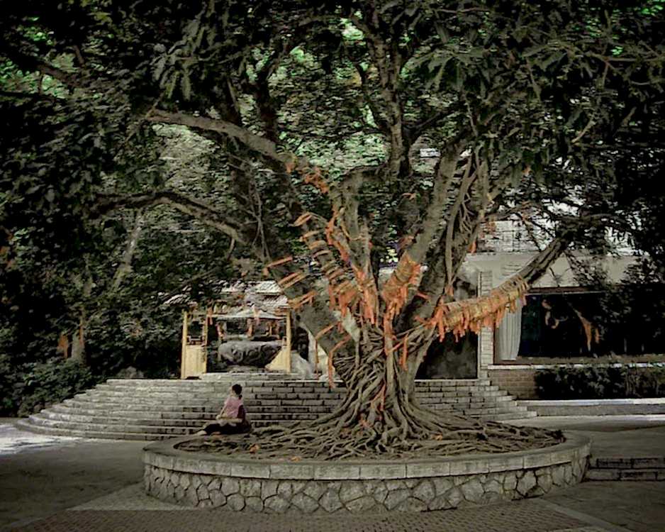 brokerline.cfd Chinese Wishing Tree