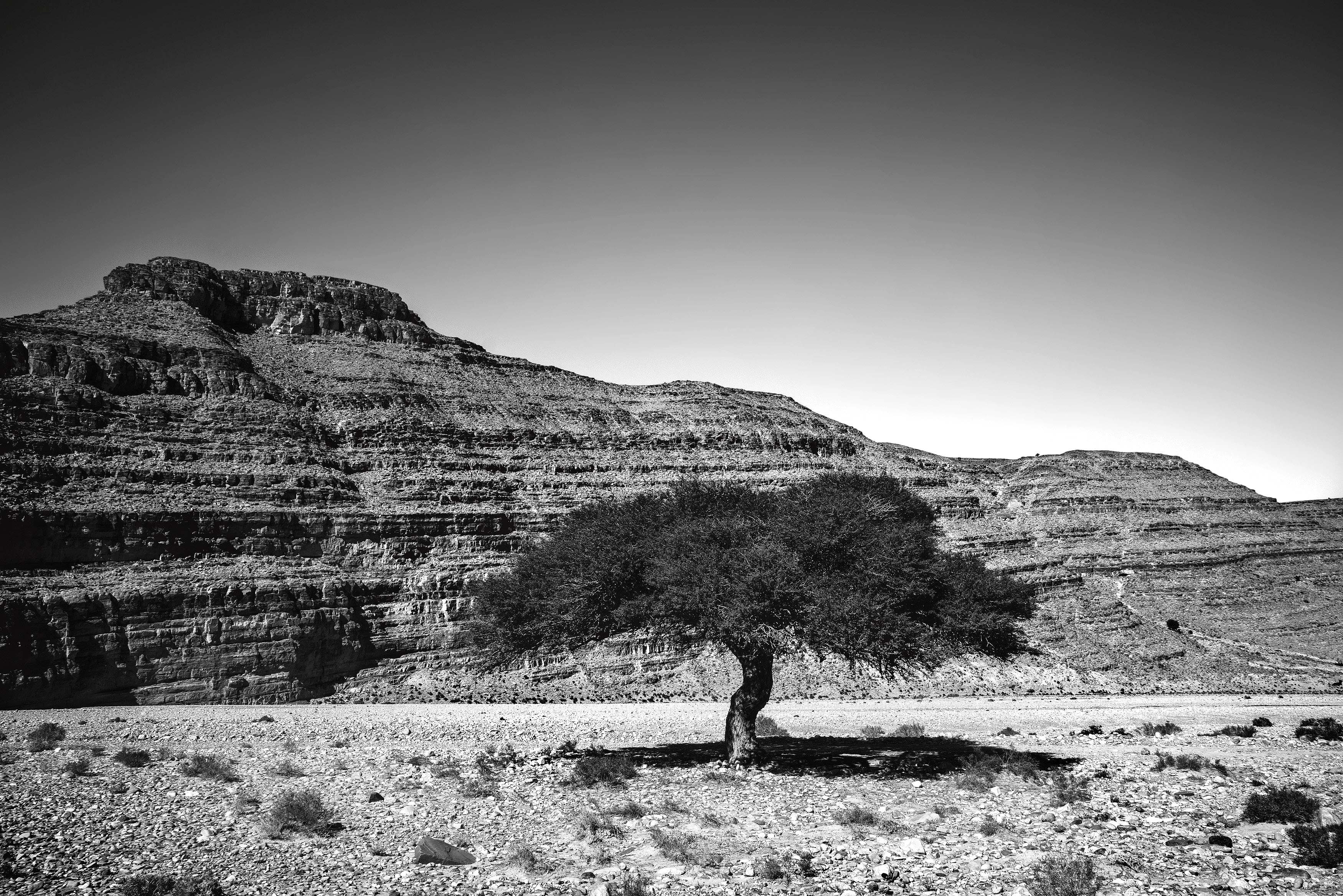 Lone Argan Tree in Southern Morocco black and white from Kevin Wenning Intentionally Lost #intentionallylost