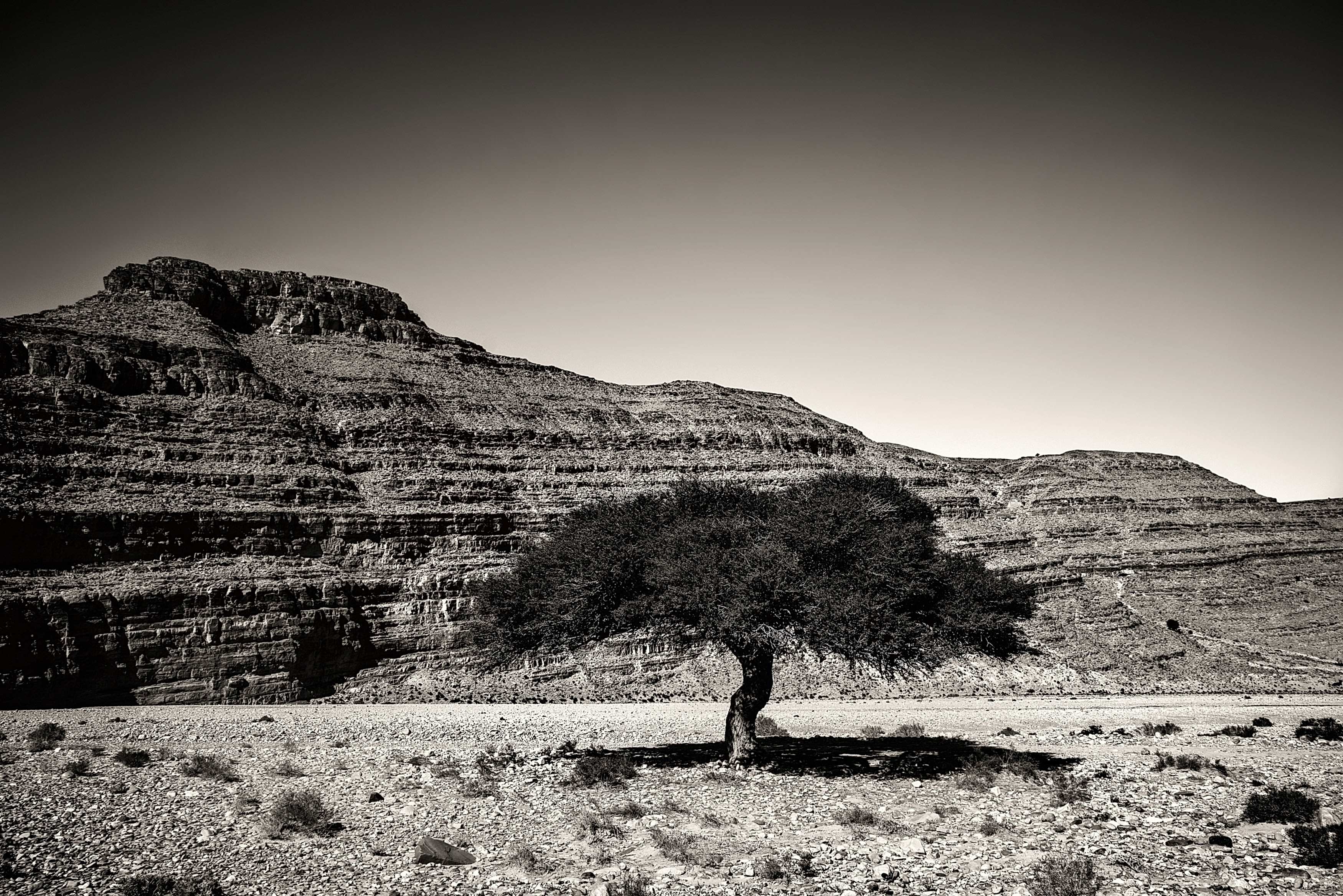 Lone Argan Tree in Southern Morocco sepia from Kevin Wenning Intentionally Lost #intentionallylost