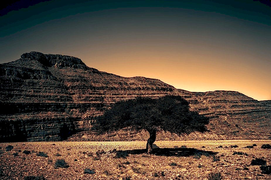 Lone Argan Tree in southern morocco photography from Intentionally Lost cycling vacation and photography workshop #intentionallylost