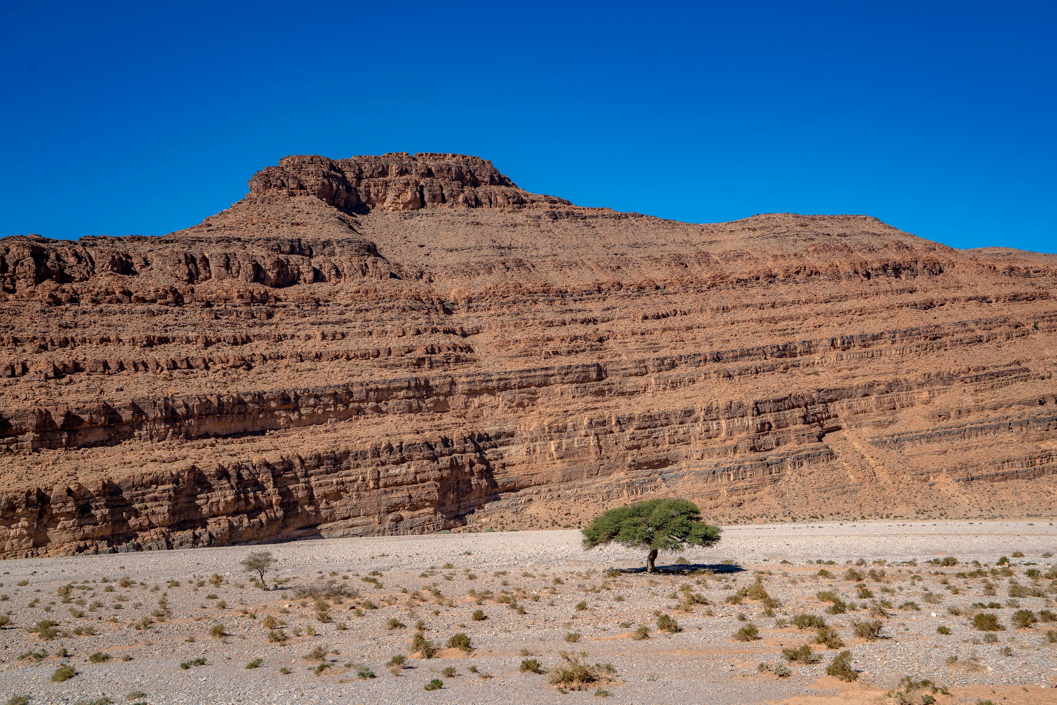 Lone Argan Tree in Southern Morocco unedited from Kevin Wenning Intentionally Lost #intentionallylost