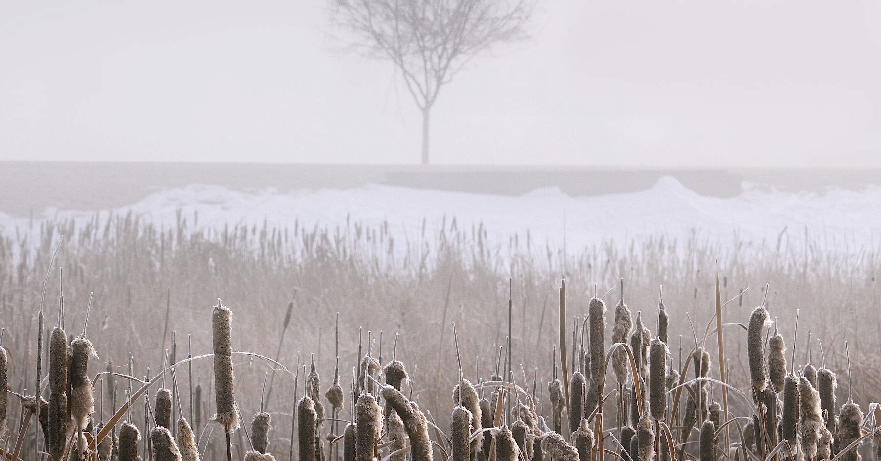 Snow on Cattails on a Foggy Winter Morning #intentionallylost