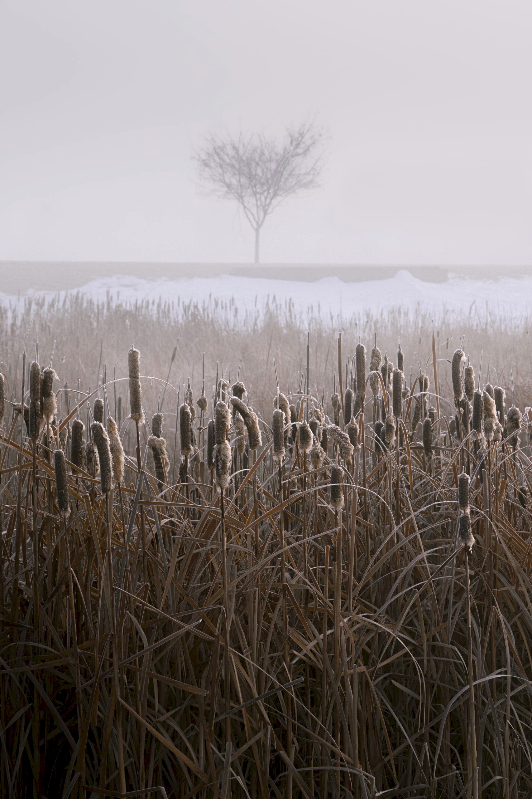 Foggy Winter Morning